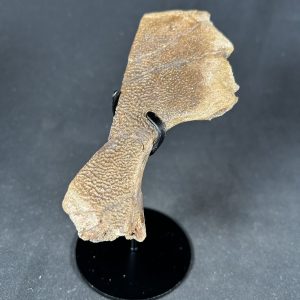 The Stones &Amp; Bones Collections - New Items 65 Trionyx