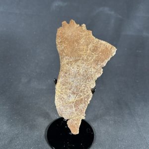 The Stones &Amp; Bones Collections - New Items 63 Trionyx