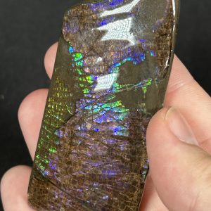 The Stones &Amp; Bones Collections - New Items 61 Ammolite