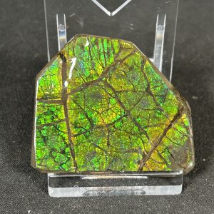 The Stones &Amp; Bones Collections - New Items 59 Ammolite