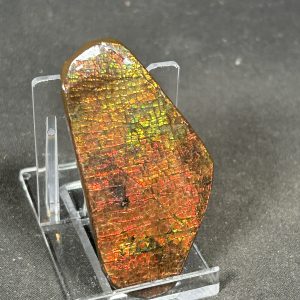 The Stones &Amp; Bones Collections - New Items 57 Ammolite