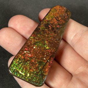 The Stones &Amp; Bones Collections - New Items 53 Ammolite