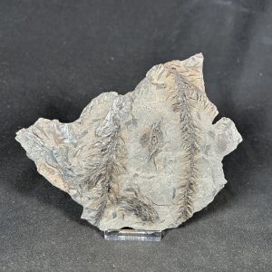 The Stones &Amp; Bones Collections - New Items 31 Calamite