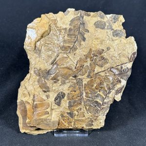 The Stones &Amp; Bones Collections - New Items 29 Fossil Fern Odontopteris