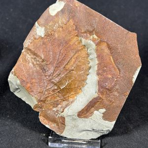 The Stones &Amp; Bones Collections - New Items 27 Viburnum