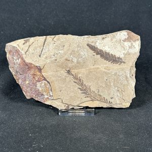 The Stones &Amp; Bones Collections - New Items 25 Metasequoia