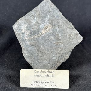The Stones &Amp; Bones Collections - New Items 23 Crinoid