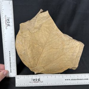The Stones &Amp; Bones Collections - New Items 21 Sycamore