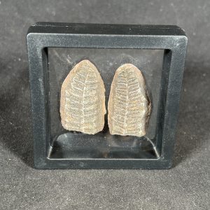 The Stones &Amp; Bones Collections - New Items 51 Mazon Creek Fern Fossil