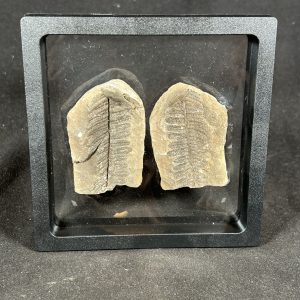 The Stones &Amp; Bones Collections - New Items 49 Mazon Creek Fern Fossil