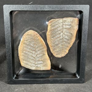 The Stones &Amp; Bones Collections - New Items 47 Mazon Creek Fern Fossil
