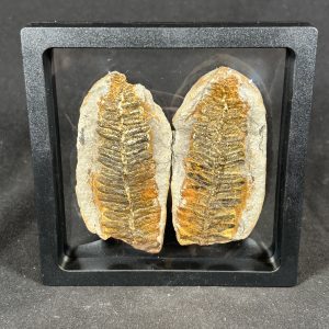 The Stones &Amp; Bones Collections - New Items 45 Mazon Creek Fern Fossil