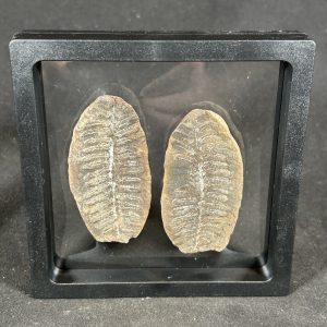 The Stones &Amp; Bones Collections - New Items 43 Mazon Creek Fern Fossil