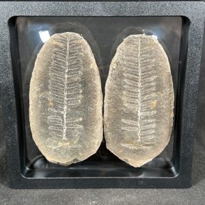 The Stones &Amp; Bones Collections - New Items 41 Mazon Creek Fern Fossil