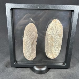 The Stones &Amp; Bones Collections - New Items 39 Mazon Creek Fern Fossil