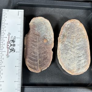 The Stones &Amp; Bones Collections - New Items 37 Mazon Creek Fern Fossil