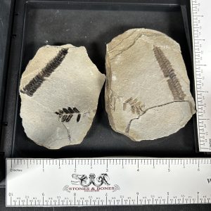 The Stones &Amp; Bones Collections - New Items 35 Mazon Creek Fern Fossil