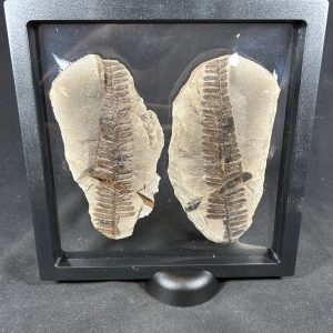 The Stones &Amp; Bones Collections - New Items 33 Mazon Creek Fern Fossil