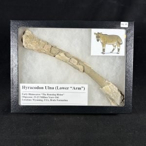 The Stones &Amp; Bones Collections - New Items 19 Hyracodon