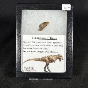 The Stones &Amp; Bones Collections - New Items 17 Tyrannosaur
