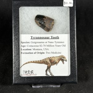 The Stones &Amp; Bones Collections - New Items 15 Tyrannosaur