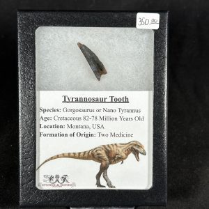 The Stones &Amp; Bones Collections - New Items 13 Tyrannosaur