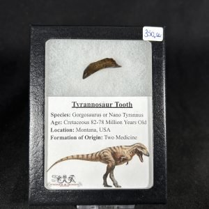The Stones &Amp; Bones Collections - New Items 11 Tyrannosaur