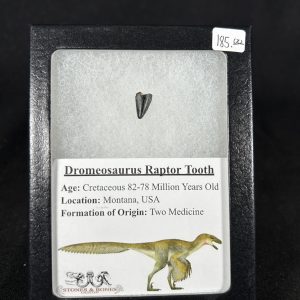 Dromeosaurus