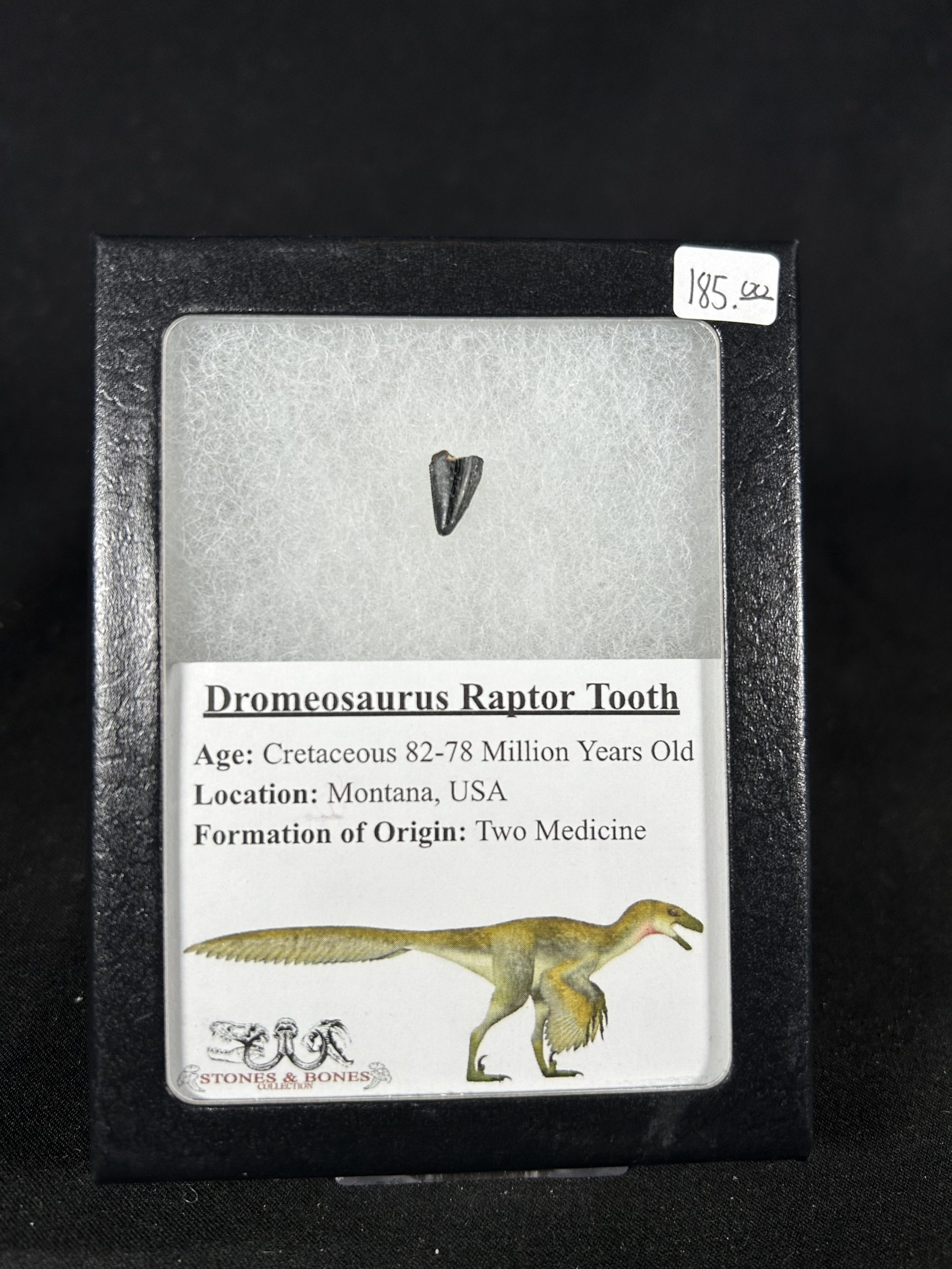 Dromeosaurus Raptor Tooth 1 Dromeosaurus