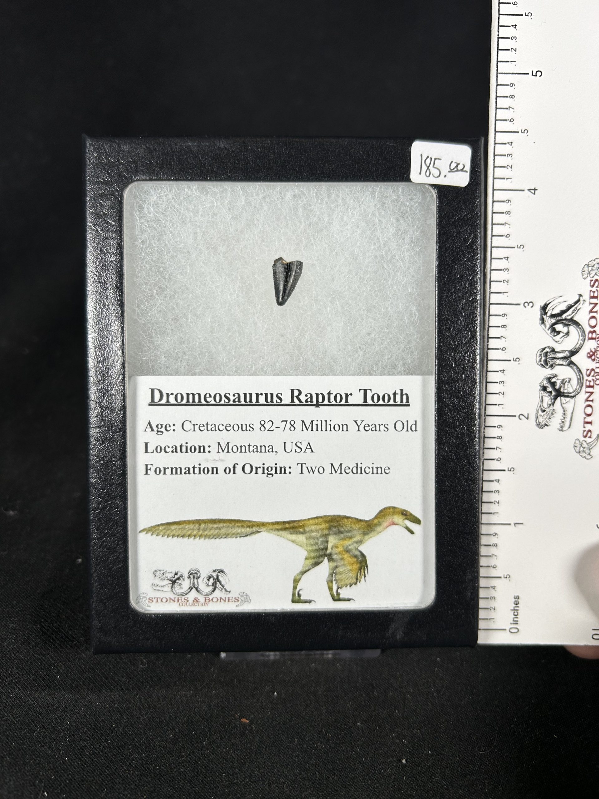 Dromeosaurus Raptor Tooth 2 Dromeosaurus Raptor Tooth - Image 2