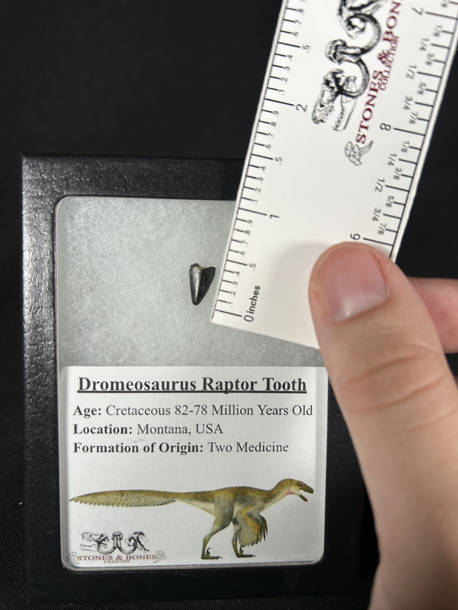 Dromeosaurus Raptor Tooth 3 Dromeosaurus Raptor Tooth - Image 3