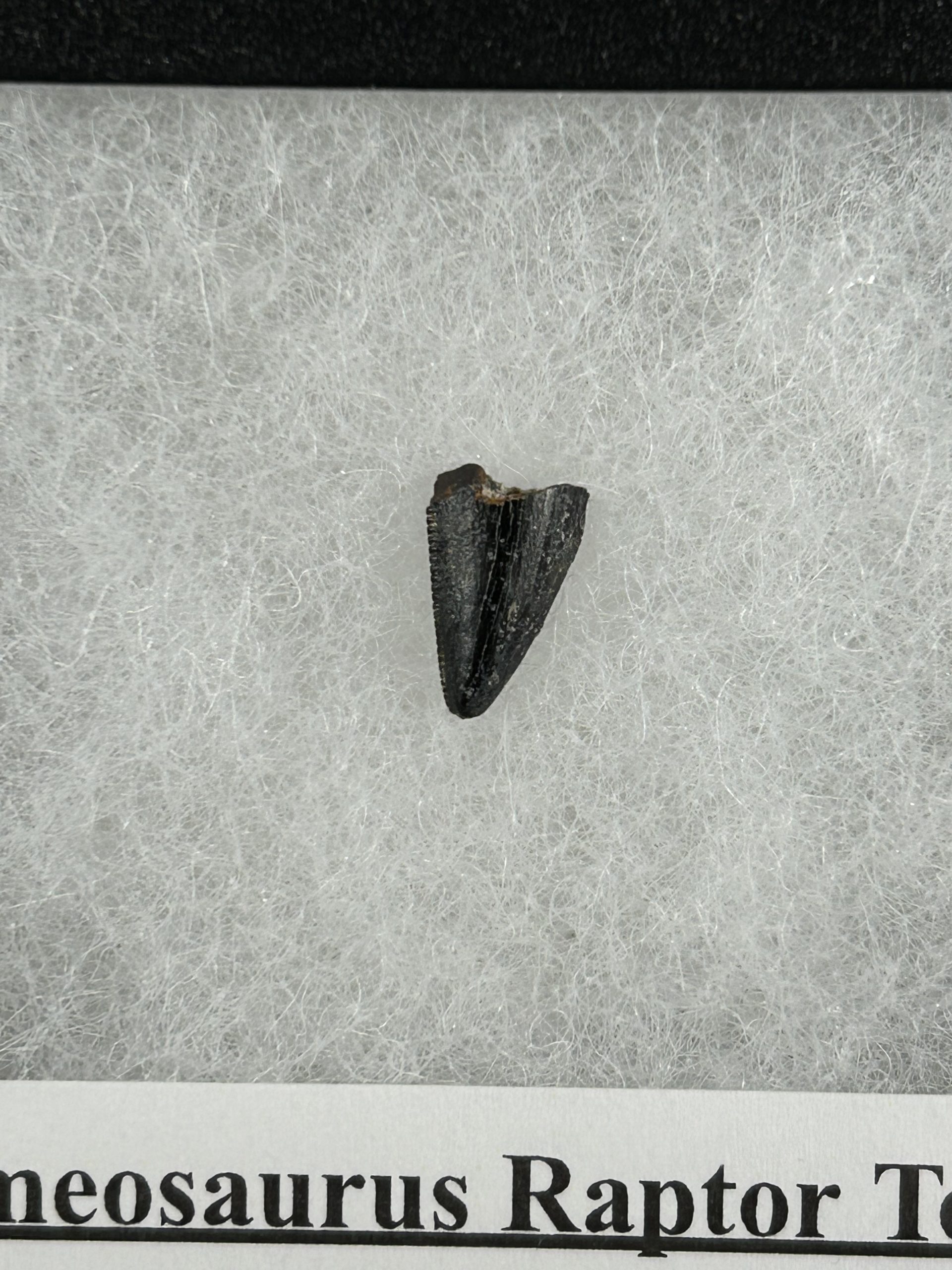 Dromeosaurus Raptor Tooth 4 Dromeosaurus Raptor Tooth - Image 4
