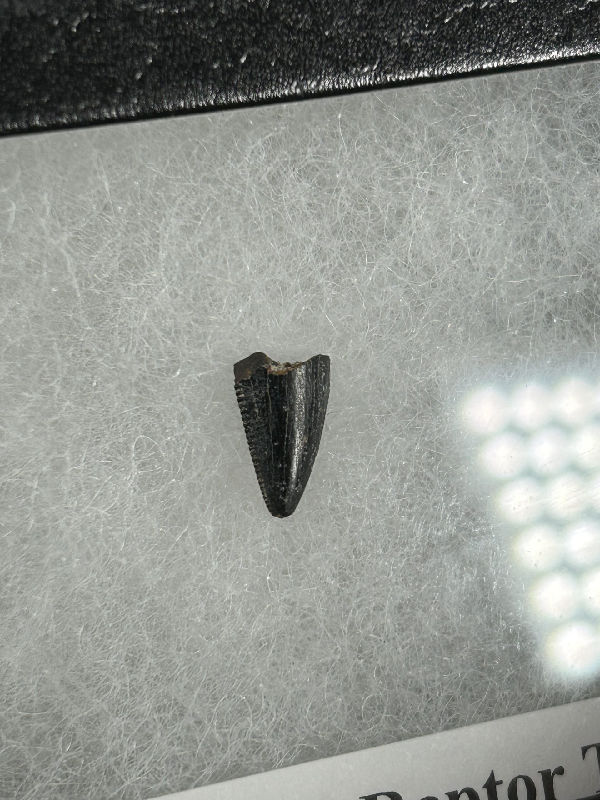 Dromeosaurus Raptor Tooth 5 Dromeosaurus Raptor Tooth - Image 5