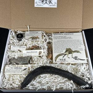 The Stones &Amp; Bones Collections - New Items 1 Fossil Mega-Kit