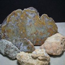 coprolites