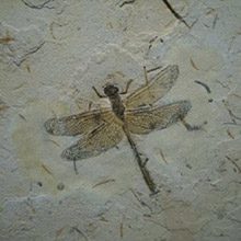 fossil-insects