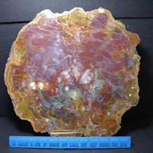 petrified-wood