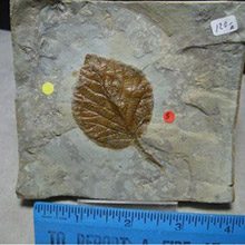 plant-fossils